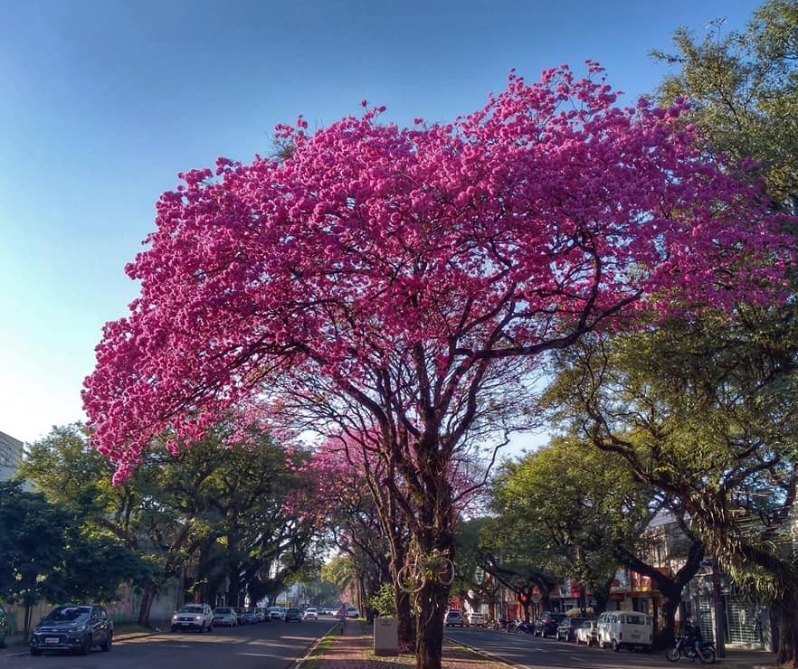 Florada dos ipês-roxos transformam a paisagem de ruas e avenidas de Maringá