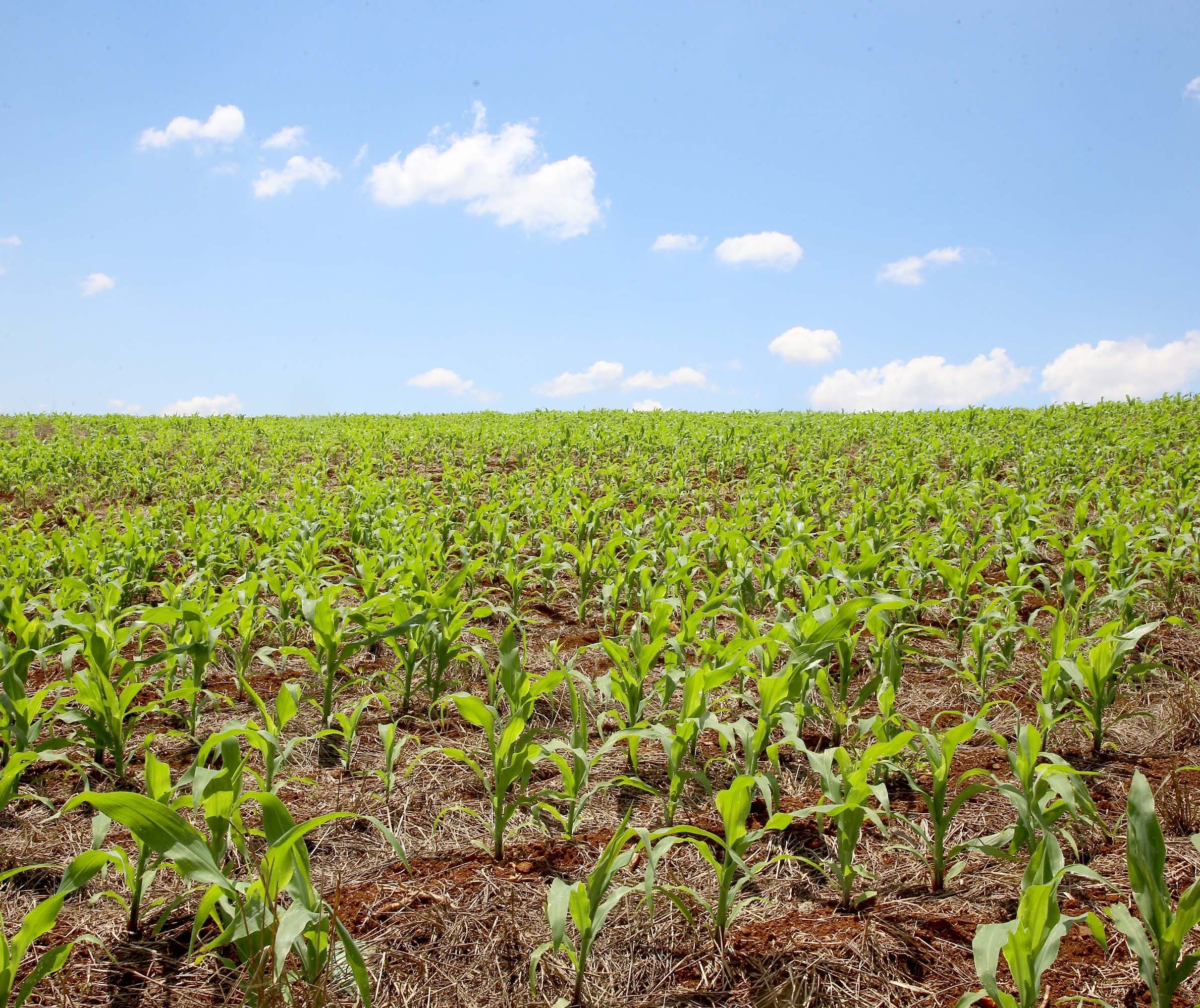 Valor Bruto da Produção Agropecuária deve crescer 2,7%