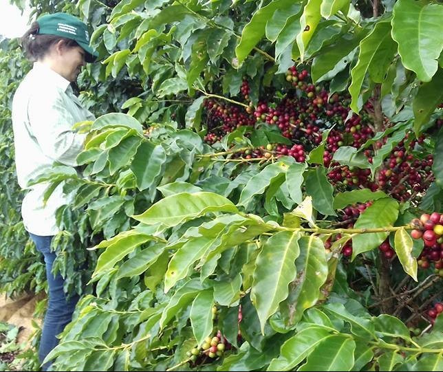 Café mantém bom desenvolvimento em todo estado