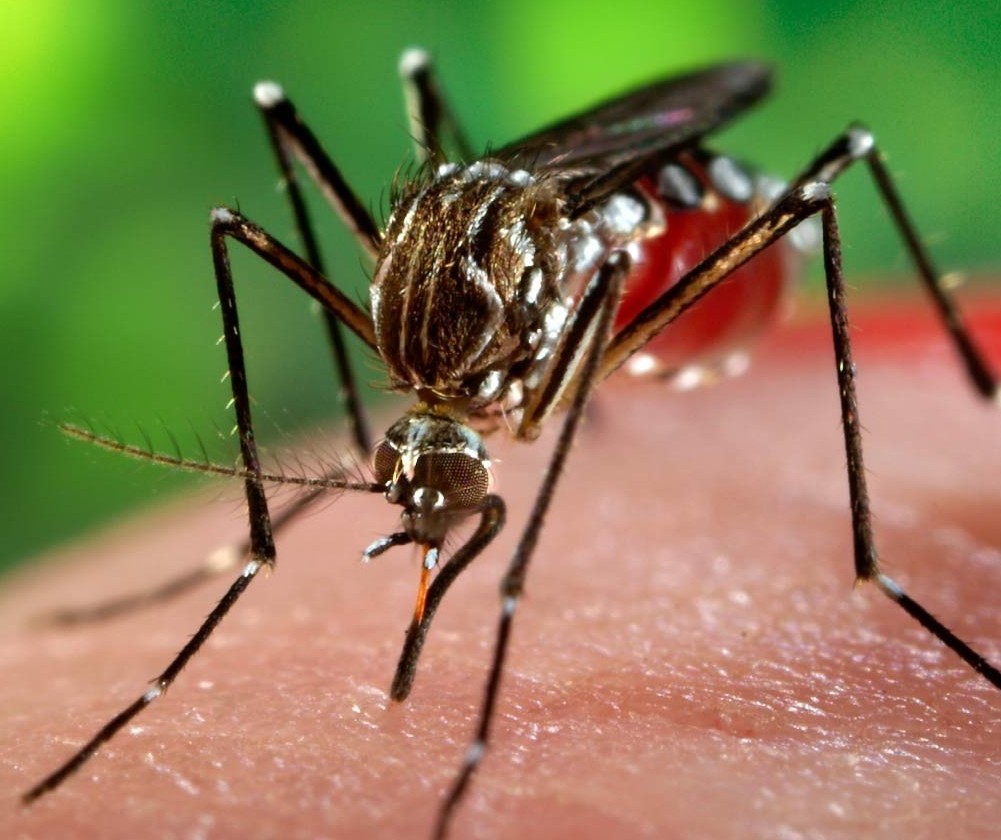 Secretaria de Saúde do Paraná confirma caso de chikungunya