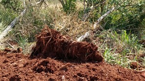 Agricultor é autuado após desmatar área de preservação permanente no norte do Paraná