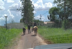 Ladrões tentam furtar cavalos do Centro de Zoonoses de Maringá