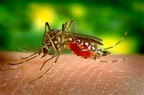 Maringá continua sendo a cidade do Paraná com mais casos de dengue