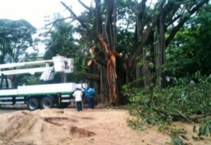 Corte de seringueira no centro de Maringá mobiliza dezenas de operários