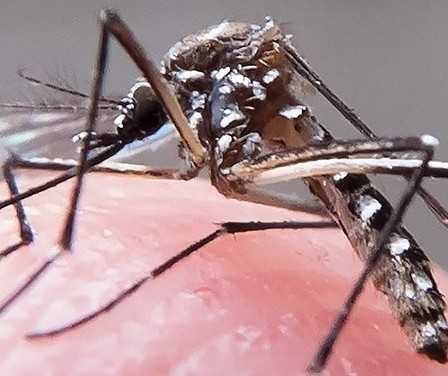 Maringá registra 18 novos casos de dengue em uma semana