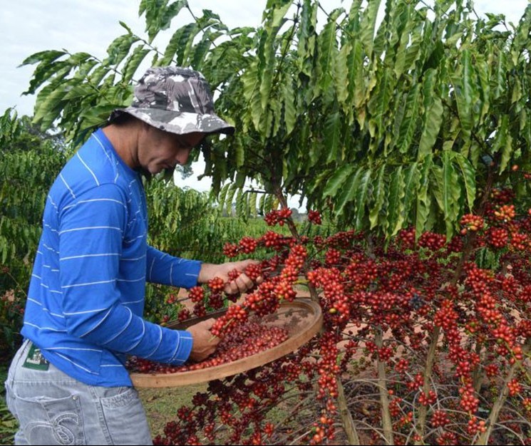 Colheita do café chega a 20% no Paraná