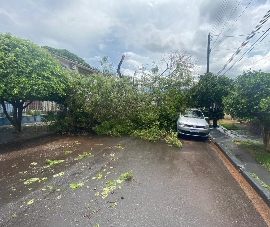 Chuva derruba quatro árvores em Maringá. Veja imagens