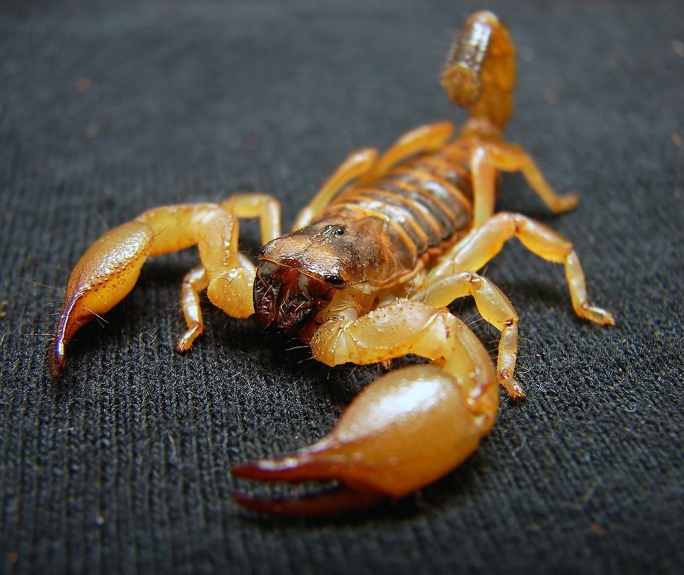 Mulher é picada por escorpião amarelo