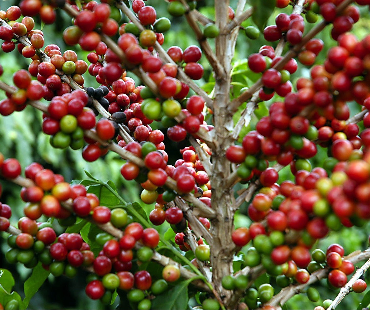 Café custa R$ 6,70 kg em Maringá