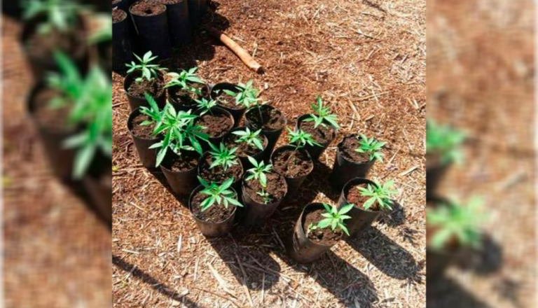 MP aciona servidor que teria plantado maconha em viveiro público