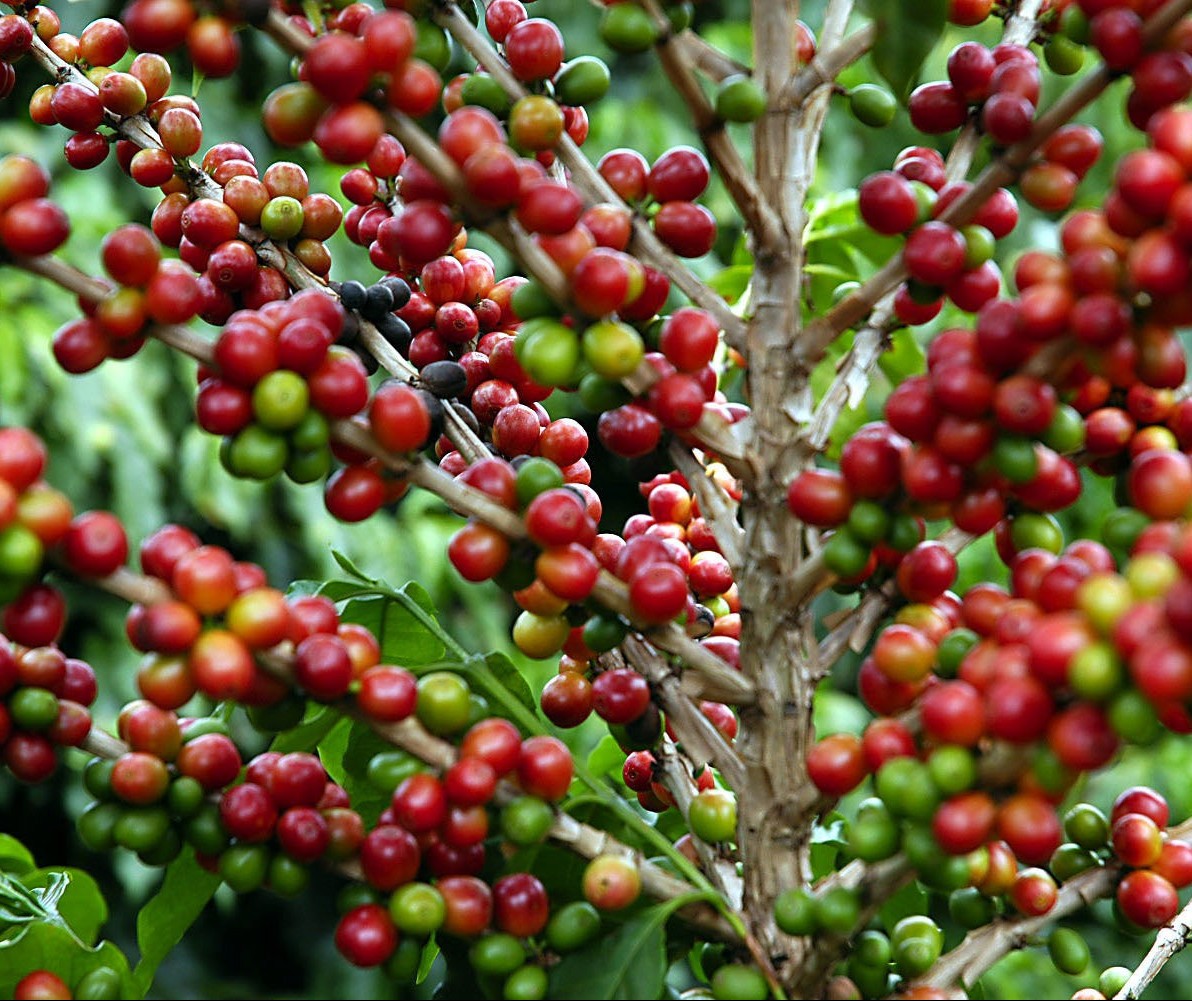 Café em coco custa R$ 6,88 kg em Maringá