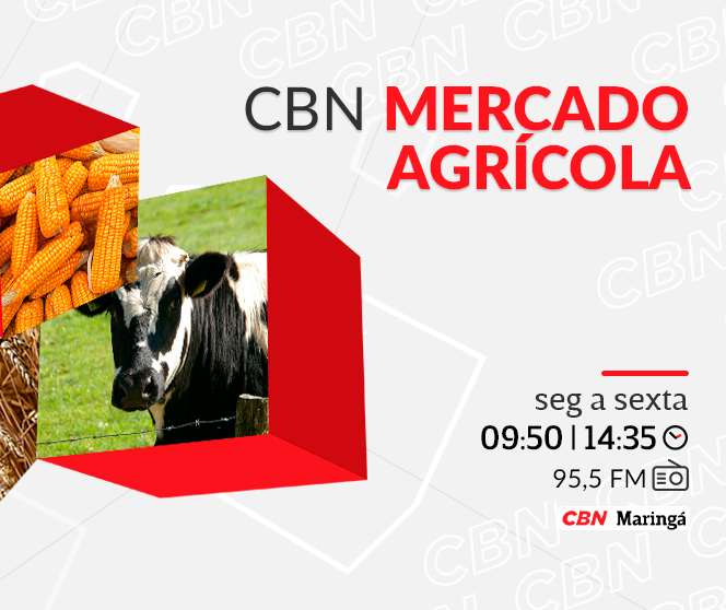Vaca em pé tem cotação média de R$ 279,34