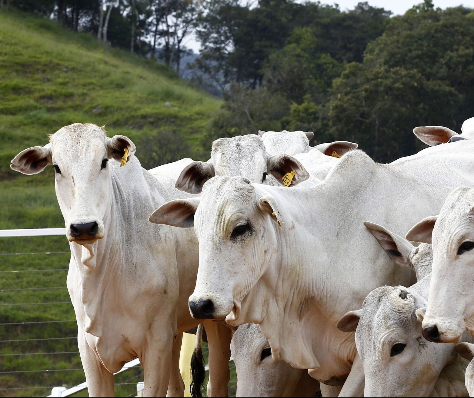 Falta de boi garante arroba firme, mesmo com mercado doméstico dormente