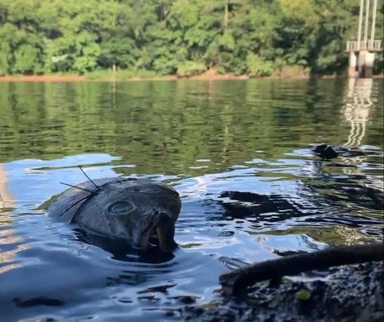 Peixes do Parque do Ingá são retirados nesta sexta-feira (12)