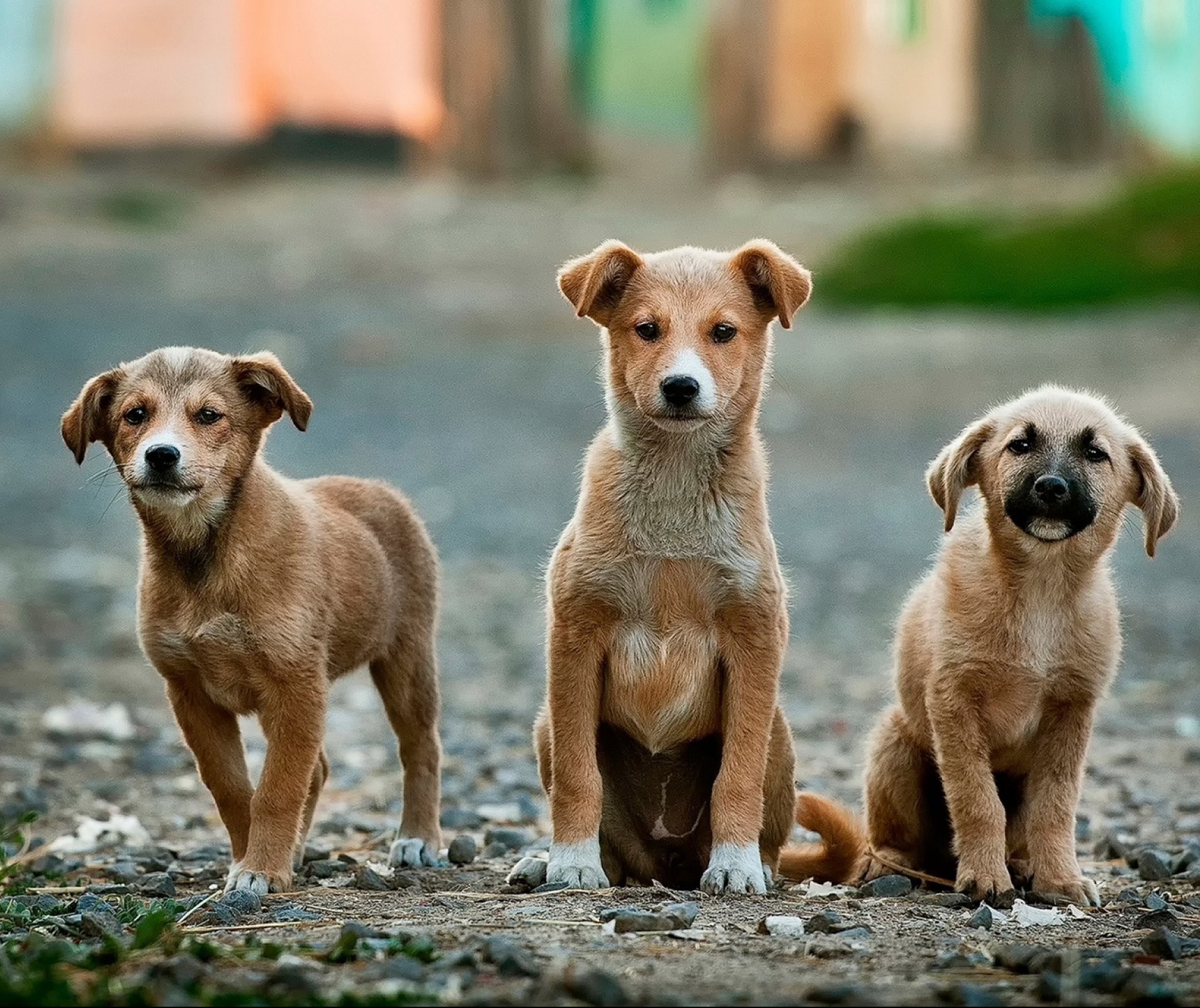 Quase 7 mil animais foram castrados em 2019