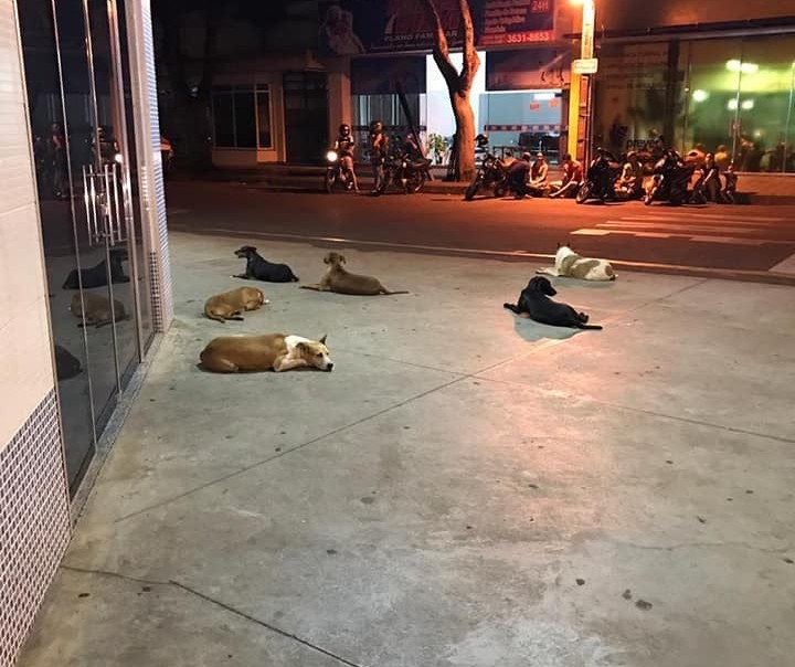 Cães passam dois dias na porta de hospital à espera do dono