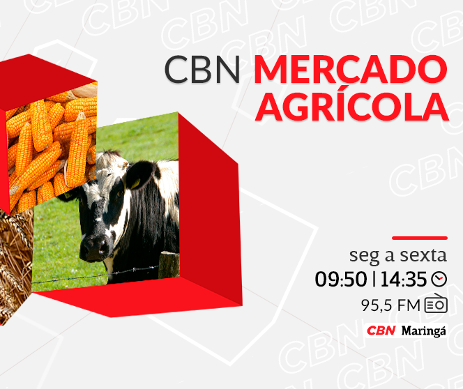 Saca do trigo segue negociada a R$ 61,00