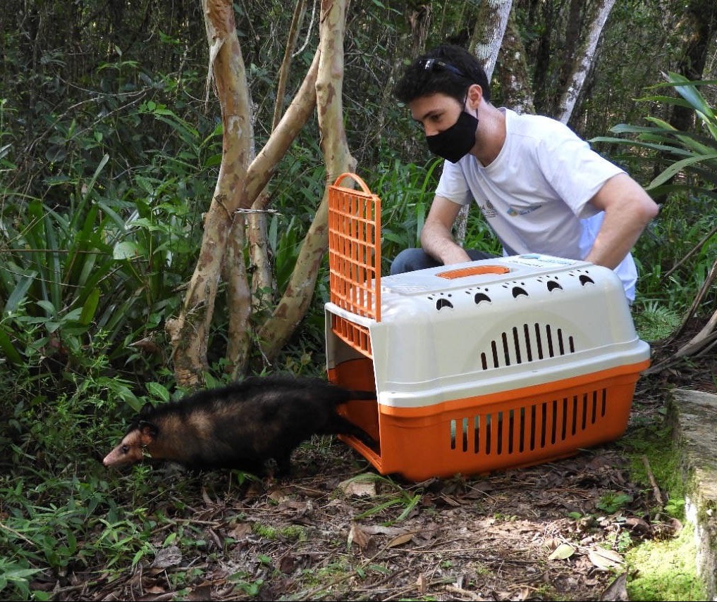 Na época de reprodução dos gambás, IAT reforça a importância da espécie para o ecossistema