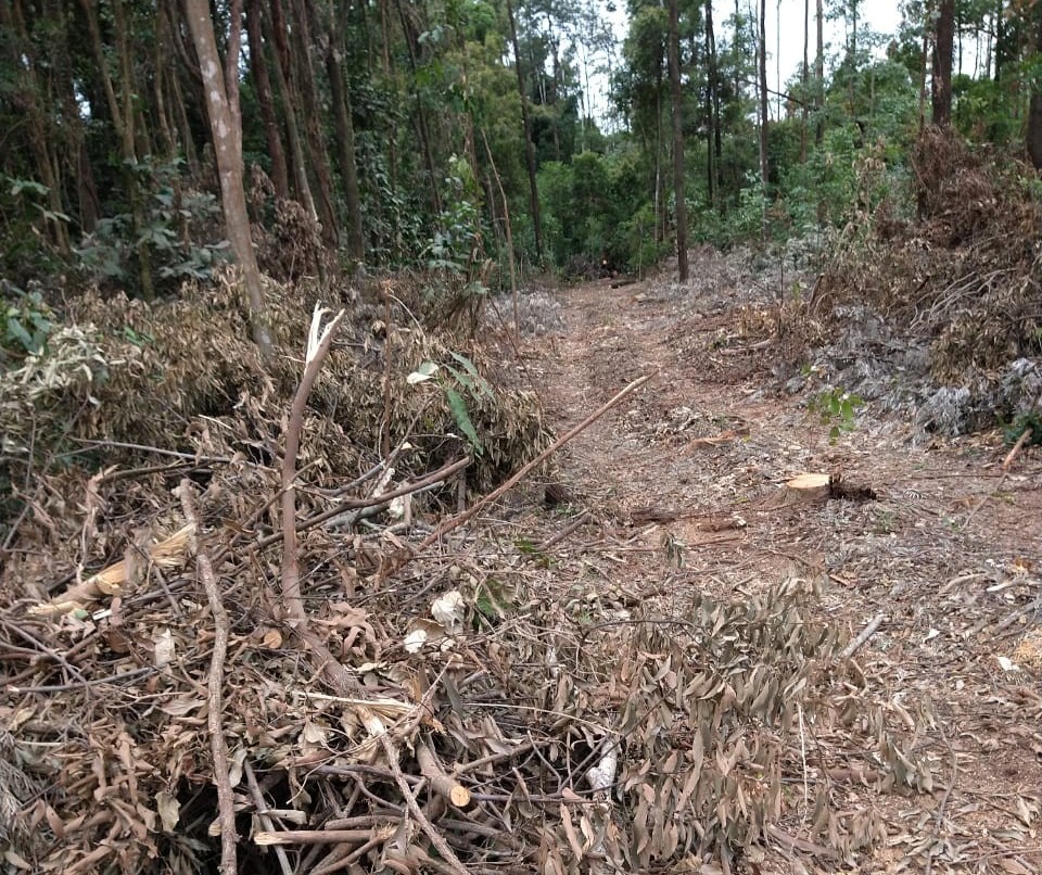 Duas pessoas são presas por desmatamento de reserva legal