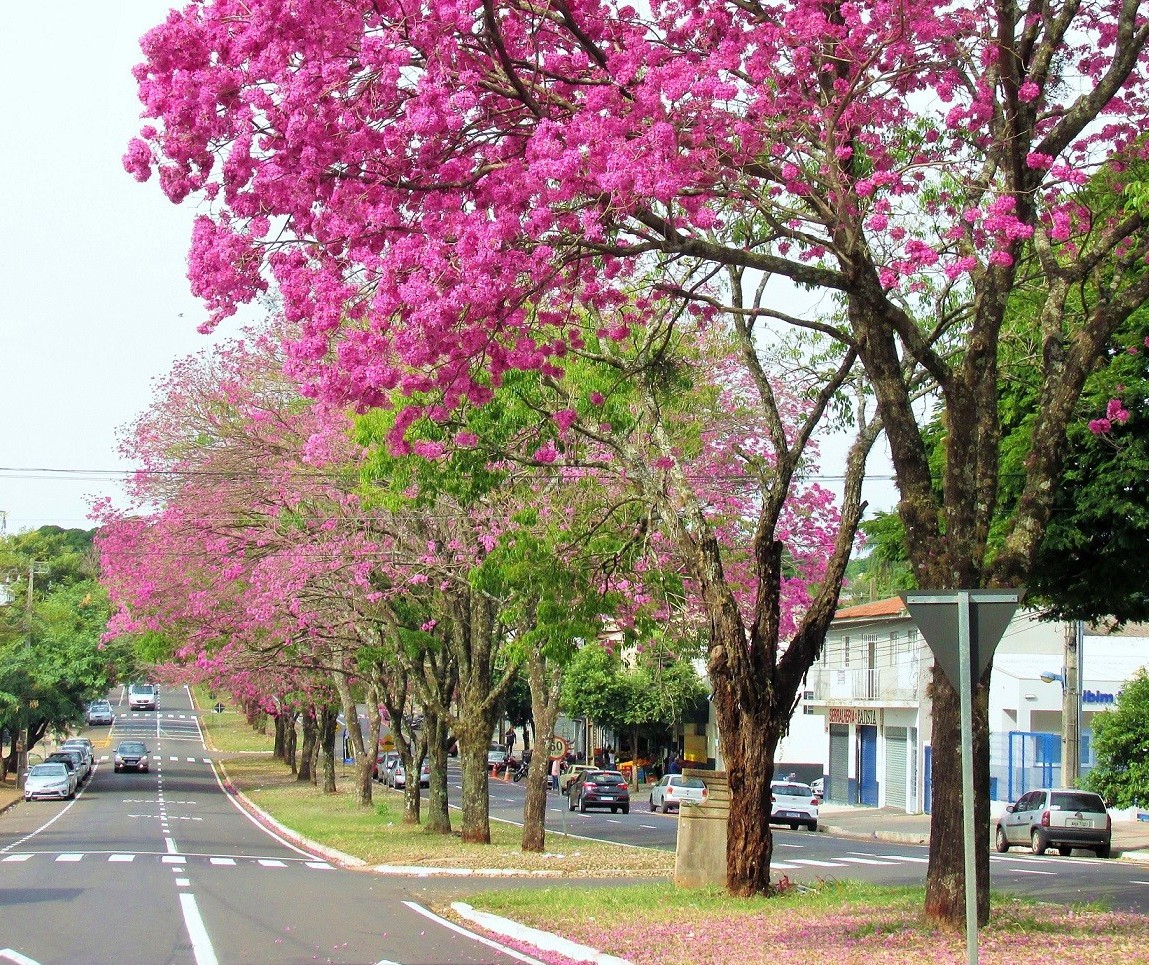 Sexta-feira (12) de tempo estável em Maringá; temperaturas seguem baixas no fim de semana