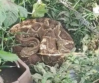 Cobra cascavel é encontrada em empresa de Sarandi