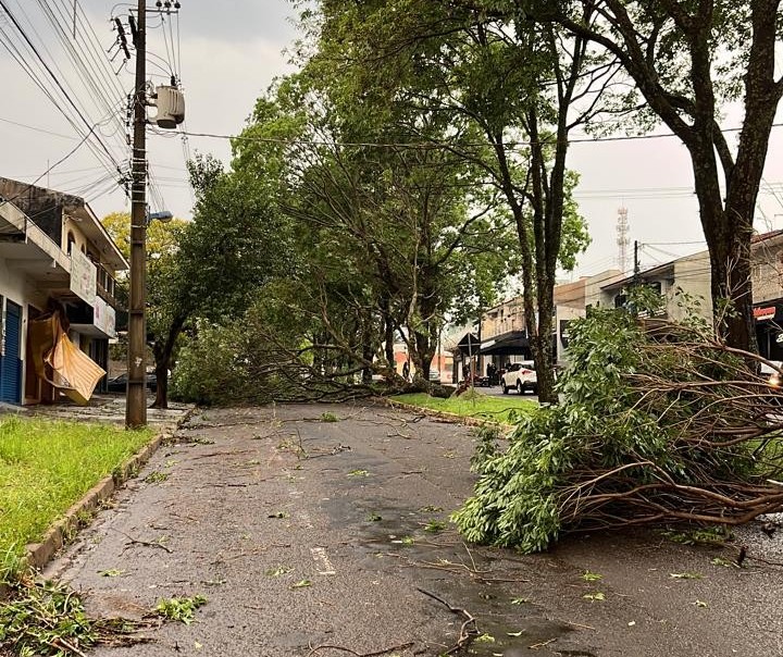 Mobilização recolheu mais de 800 toneladas de galhos e troncos