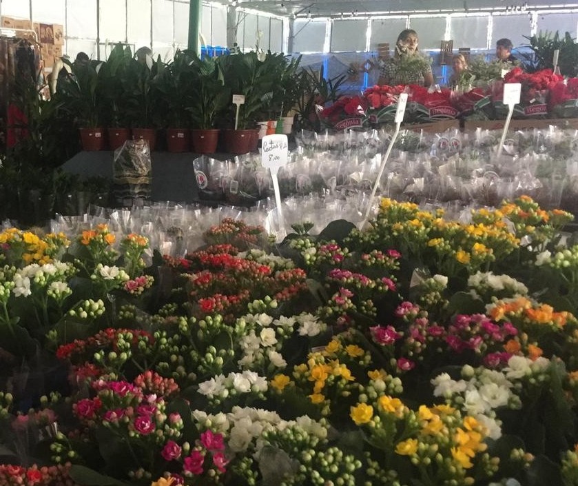 Feira oferta mais de 500 tipos de flores e plantas ornamentais e frutíferas