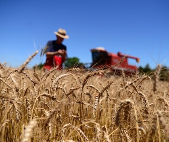 Saca do trigo custa R$ 48,00 em Campo Mourão