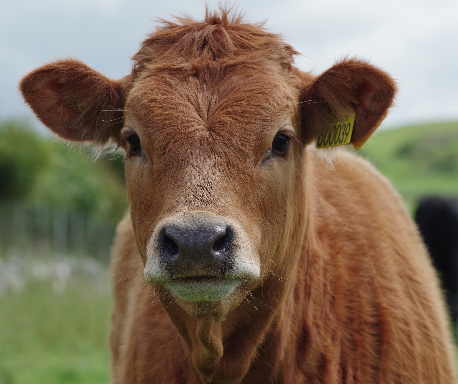 Preços médios de toda a cadeia da carne bovina batem novo recorde em setembro