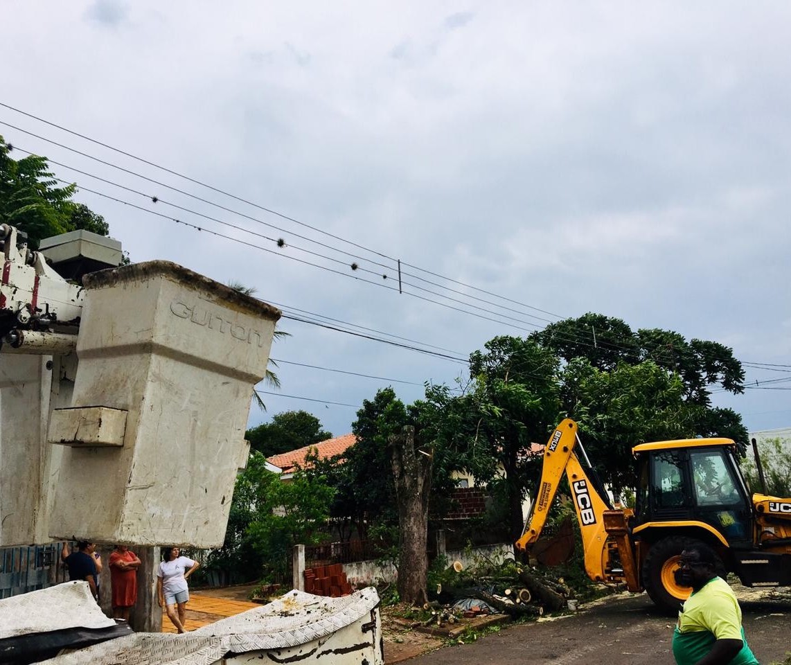 15 árvores caíram em Maringá nesta quarta (31)