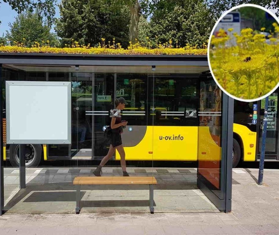 Cidade holandesa transforma pontos de ônibus para salvar abelhas