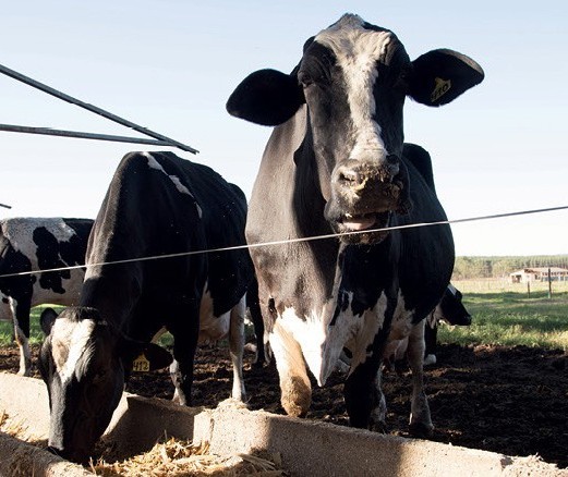 Vaca gorda custa R$ 137 a arroba em Maringá