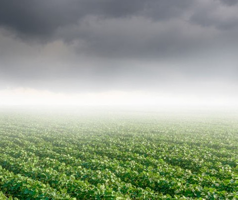 Previsão de semana chuvosa anima agricultores do Paraná