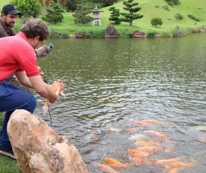 Carpas sobreviventes retornam ao lago principal na próxima semana