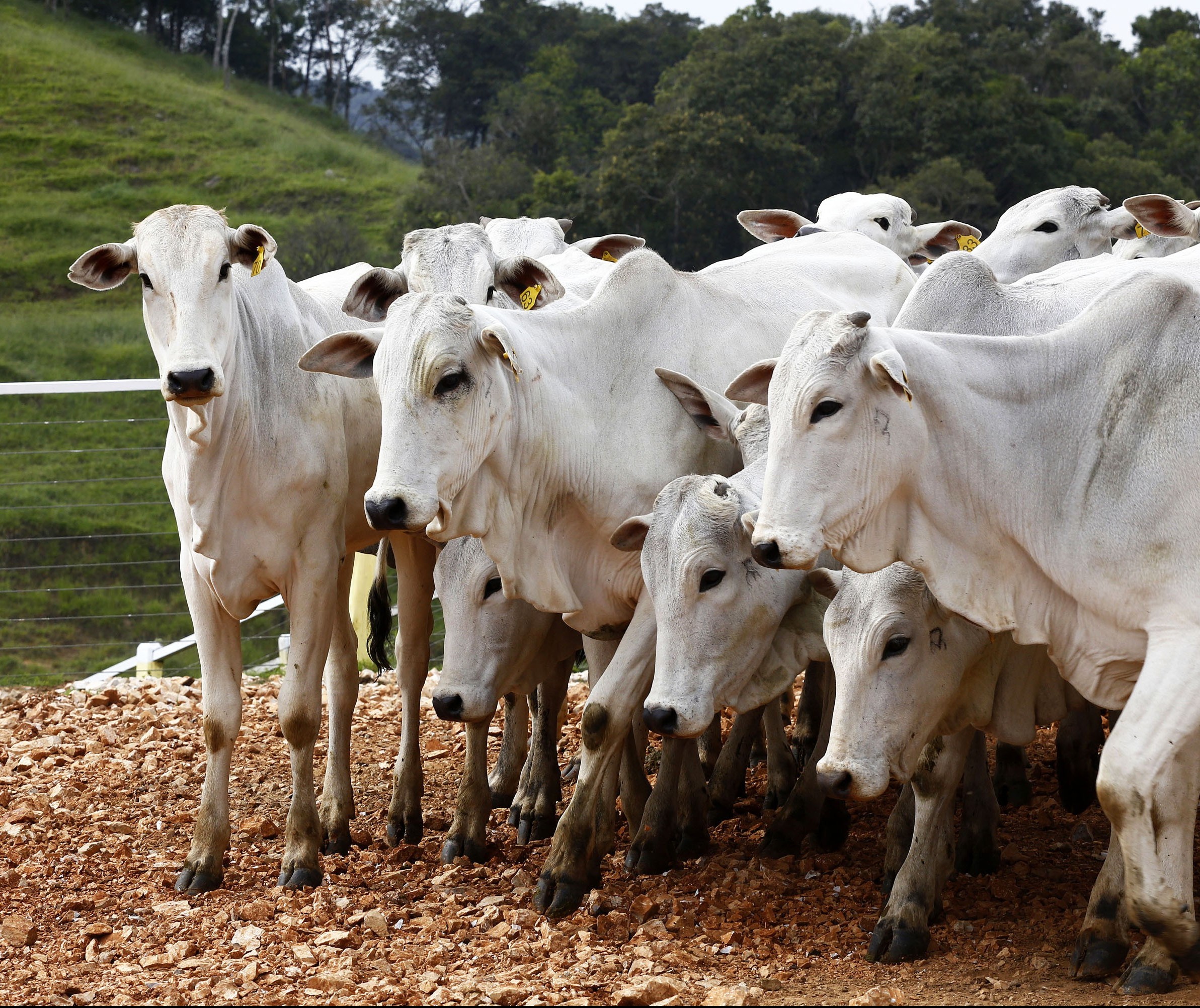 Com a seca, milho é melhor alimento para o boi