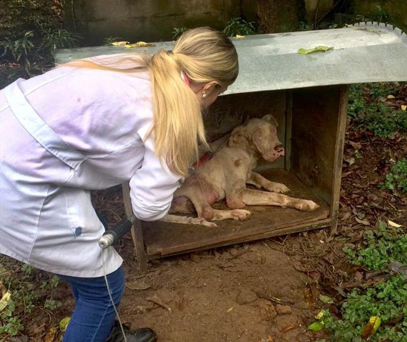 Curso capacita protetores de animais para atender denúncias de maus-tratos