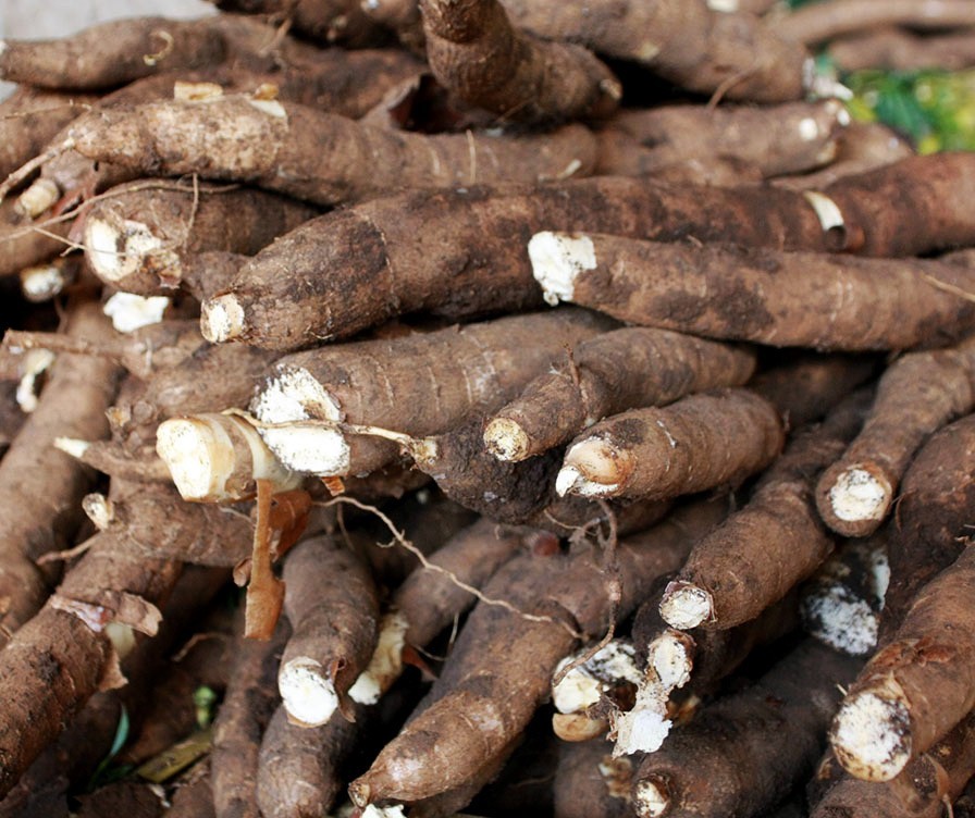 Raiz de mandioca custa R$ 400 em Umuarama