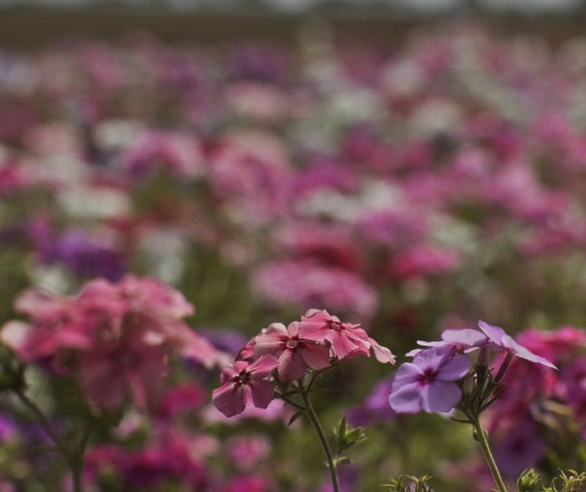 Primavera começa na tarde desta quarta-feira (22)