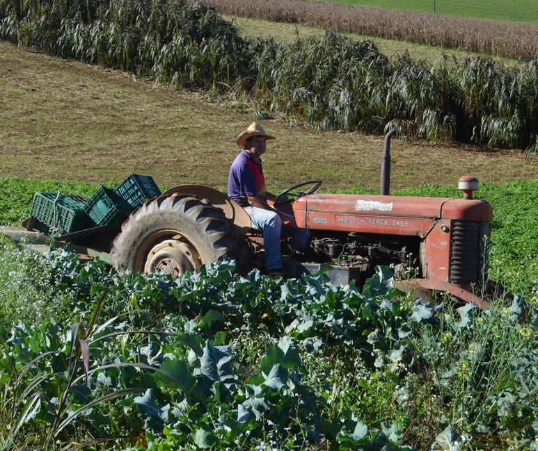 Agricultura familiar é responsável pela renda de 40% da população brasileira