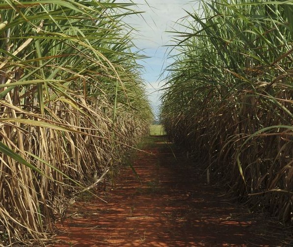 Tonelada da cana-de-açúcar custa R$ 67,74 no campo 