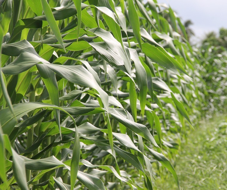 Milho de verão atinge  98% da área plantada no Paraná