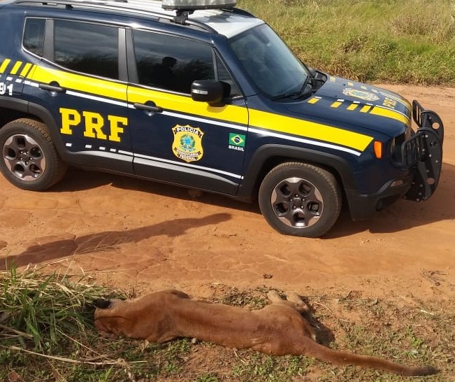 PRF encontra onça parda atropelada na BR-376