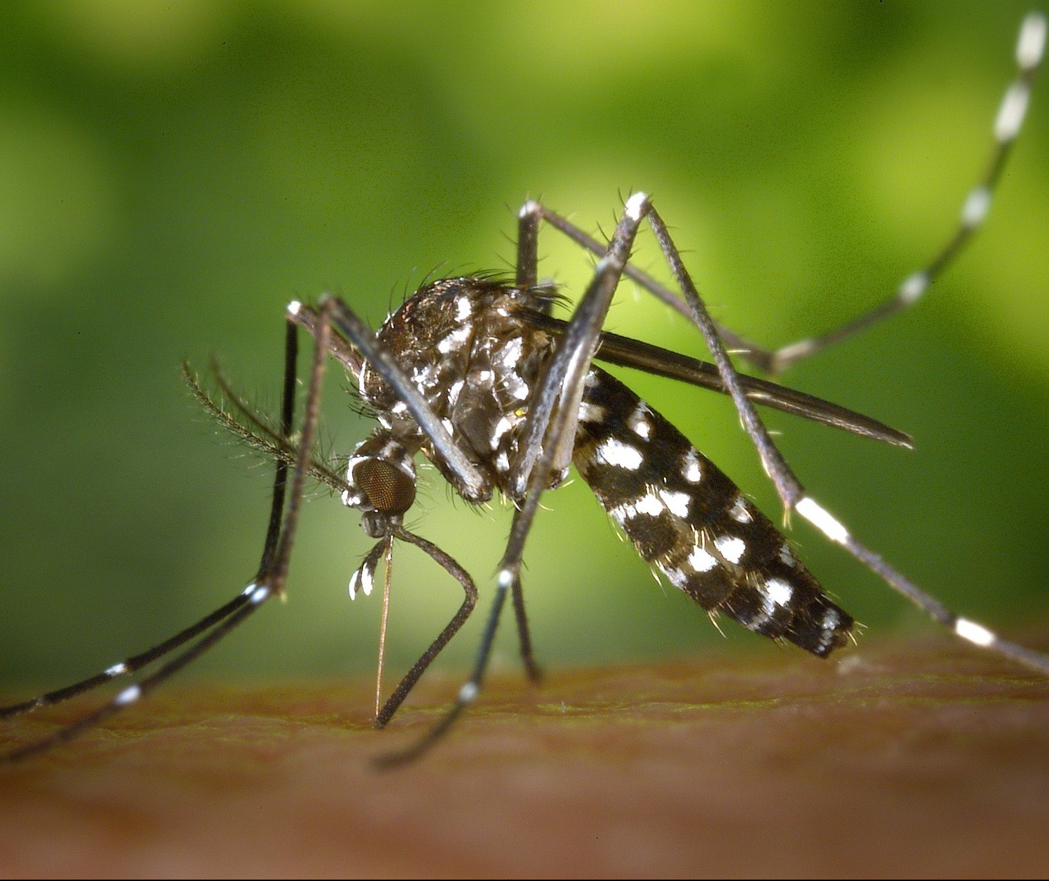 Três cidades do noroeste entram em epidemia