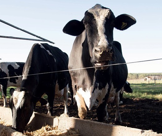 Arroba da vaca gorda custa R$ 137 em Maringá