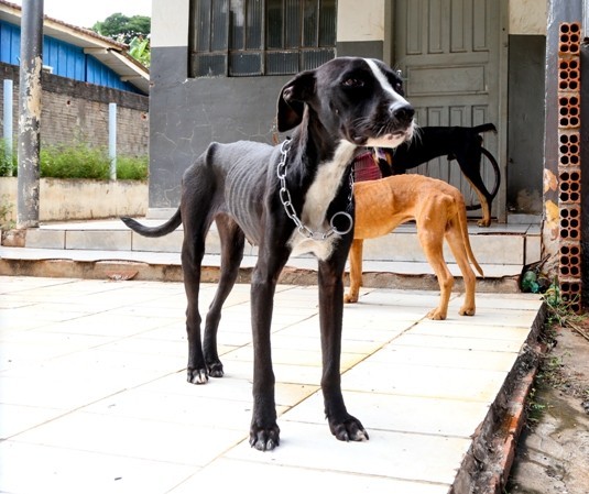 Cães são resgatados após denúncia de maus-tratos e morador é multado em R$ 6 mil