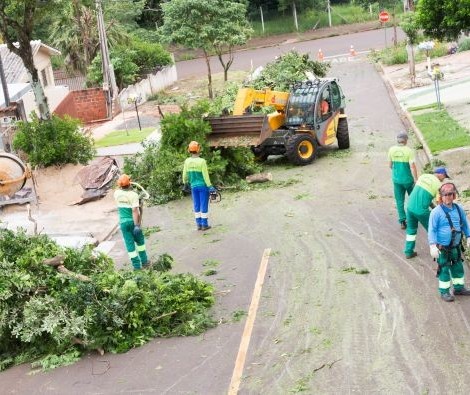 Maringá ainda não tem empresa credenciada para remover árvores