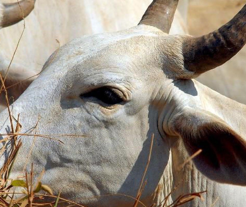 Mapa confirma dois casos atípicos de vaca louca em MT e MG