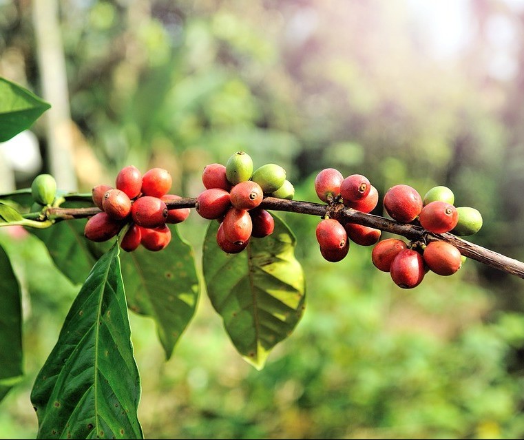 Café custa R$ 6,50 kg em Maringá