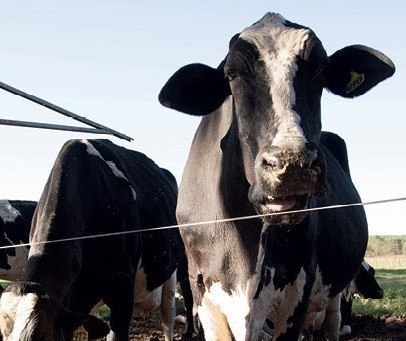 Vaca gorda custa R$ 230 a arroba em Paranavaí