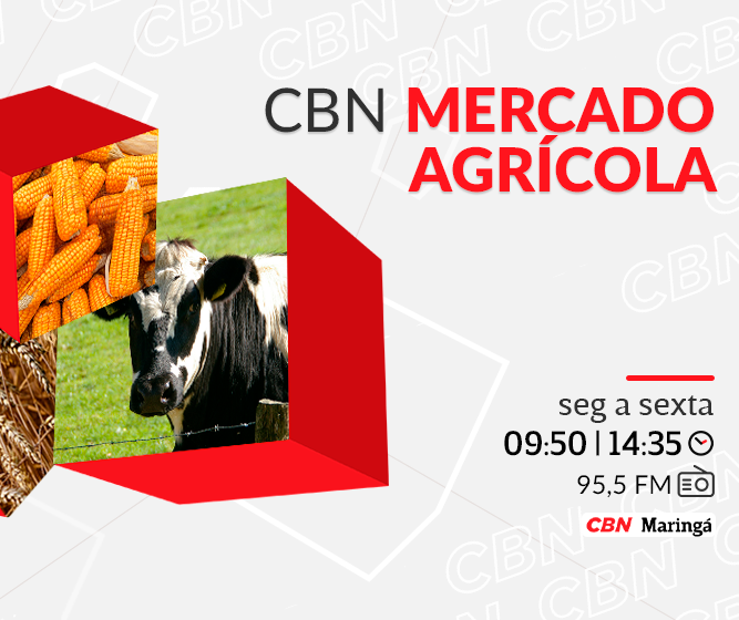 Preço da vaca em pé chega a R$ 280 por arroba
